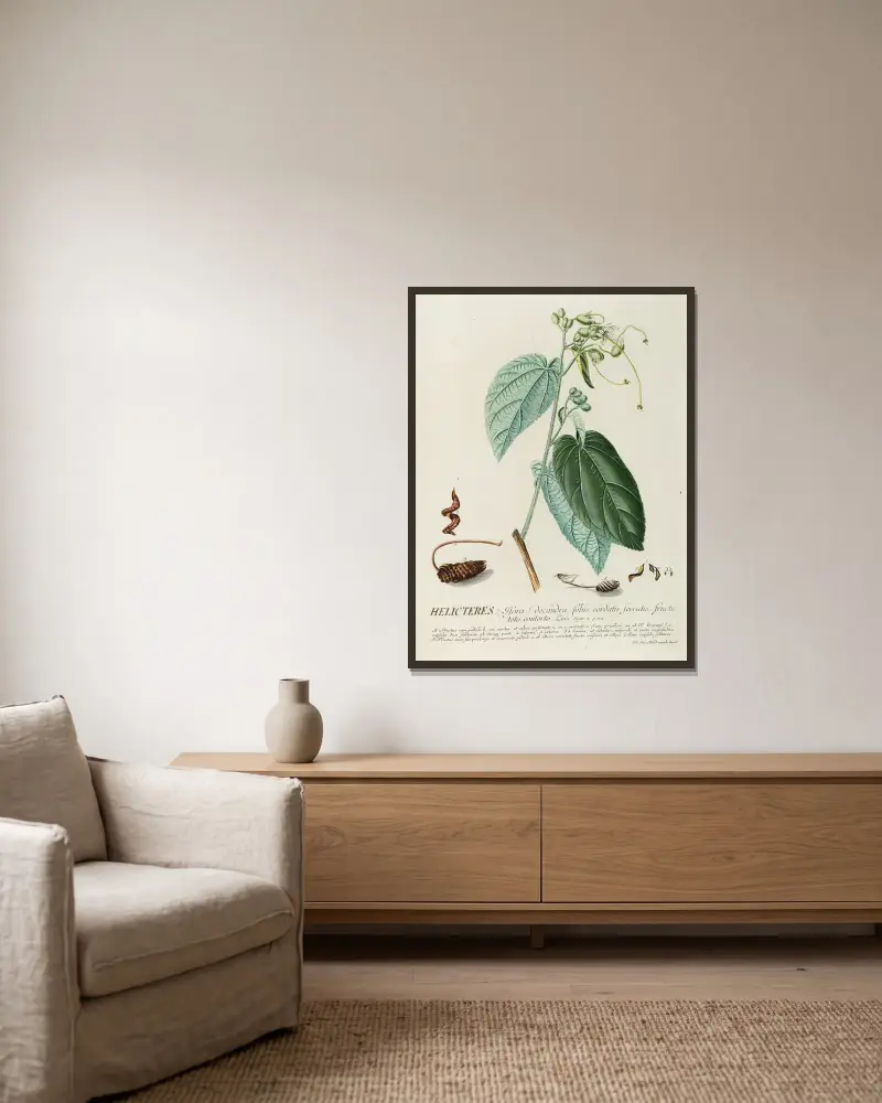 Helicteres von Georg Dionysius Ehret gerahmt an einer Wand