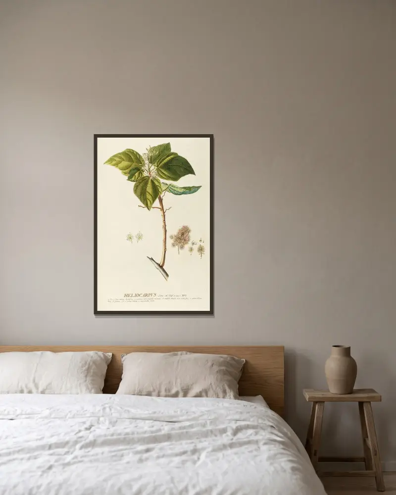 Heliocarpus von Georg Dionysius Ehret gerahmt an einer Wand