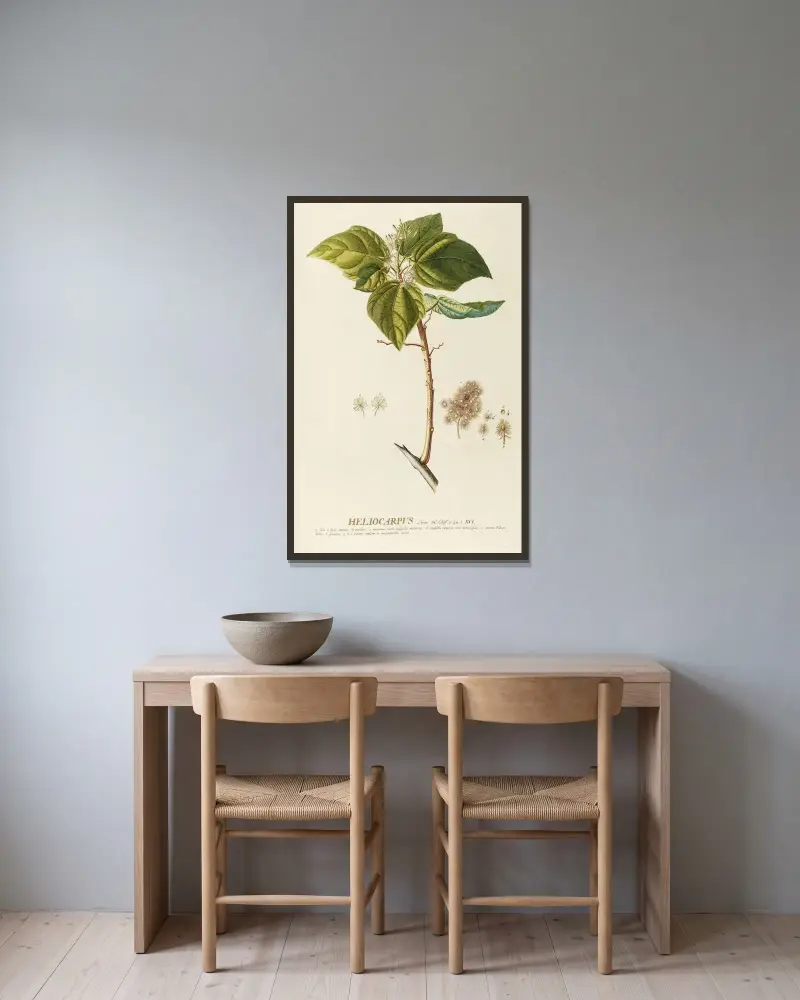 Heliocarpus von Georg Dionysius Ehret gerahmt an einer Wand