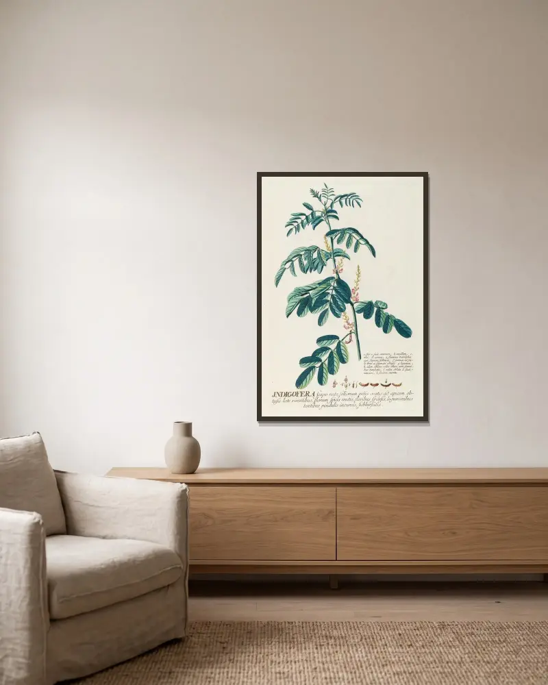 Indigofera II von Georg Dionysius Ehret gerahmt an einer Wand