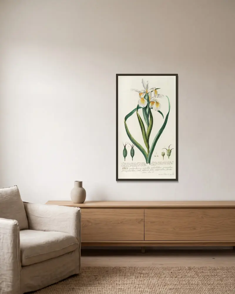Iris von Georg Dionysius Ehret gerahmt an einer Wand