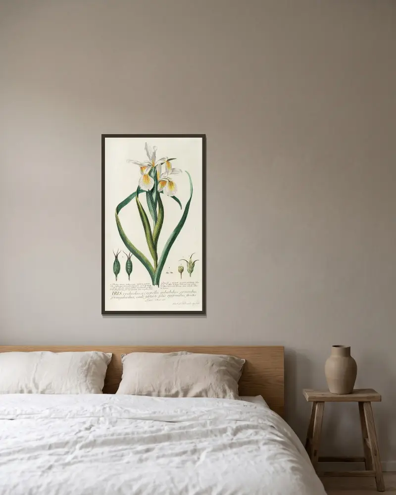 Iris von Georg Dionysius Ehret gerahmt an einer Wand
