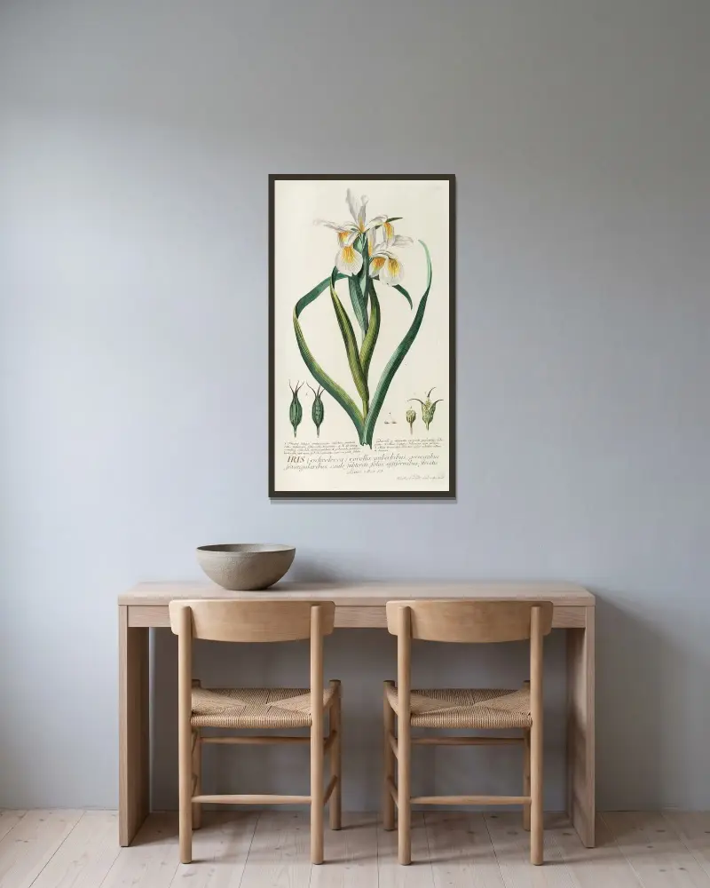 Iris von Georg Dionysius Ehret gerahmt an einer Wand