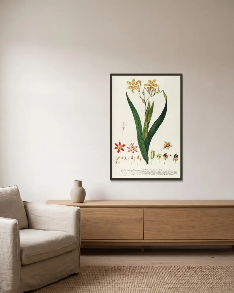 Ixia von Georg Dionysius Ehret gerahmt an einer Wand