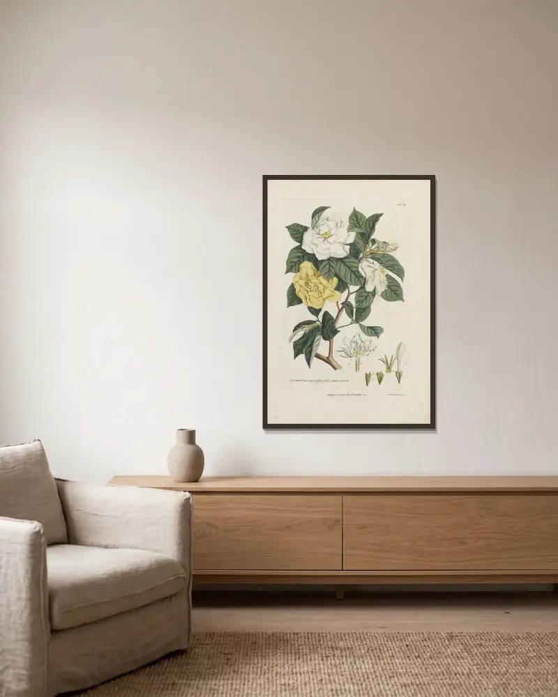 Jasminum, Georg Dionysius Ehret v rámu na stěně