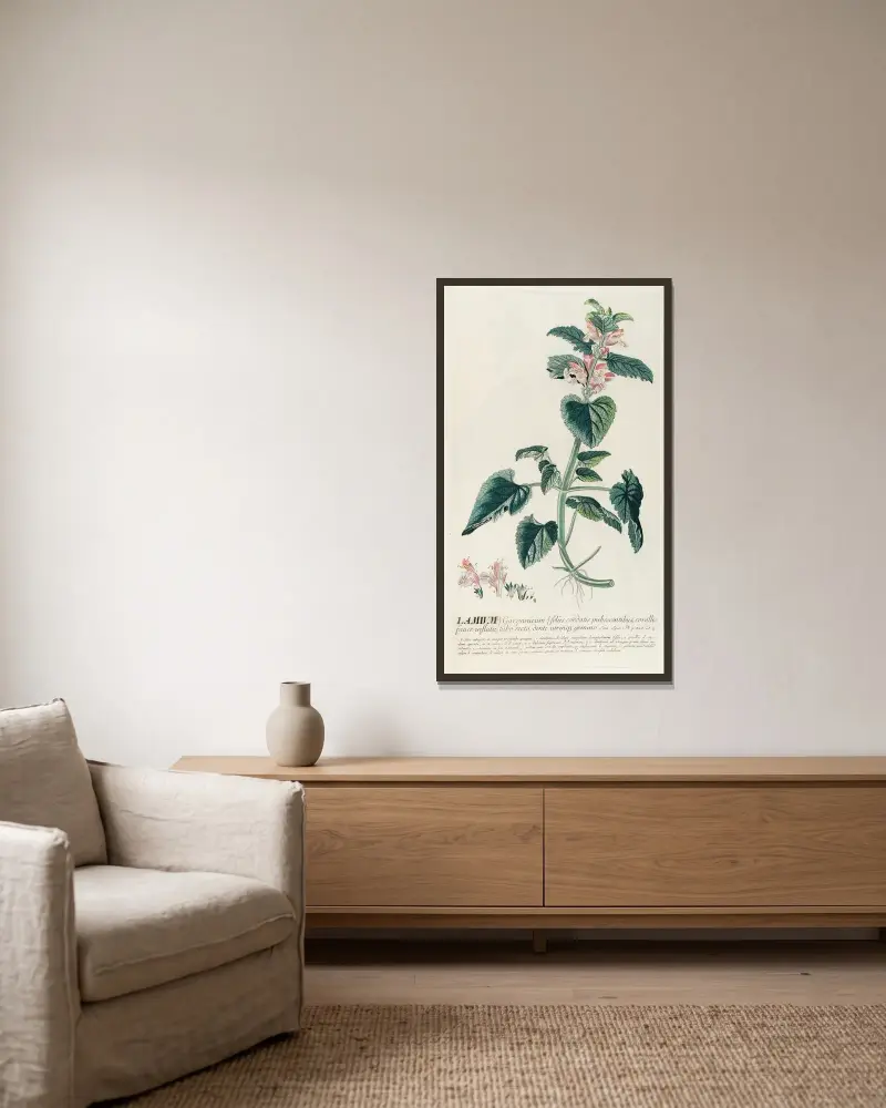 Lamium von Georg Dionysius Ehret gerahmt an einer Wand