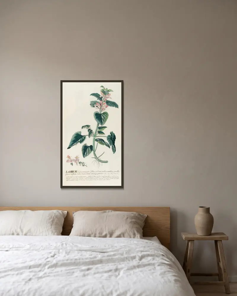 Lamium von Georg Dionysius Ehret gerahmt an einer Wand