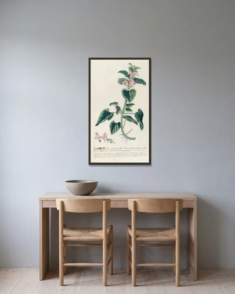 Lamium von Georg Dionysius Ehret gerahmt an einer Wand