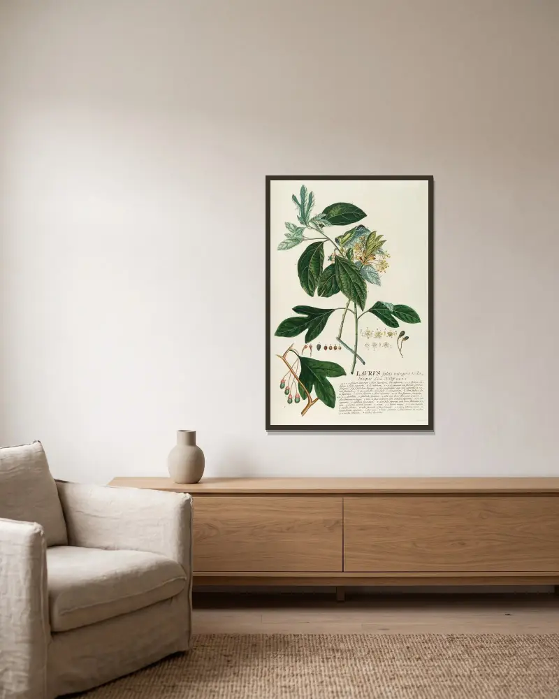 Laurus II von Georg Dionysius Ehret gerahmt an einer Wand