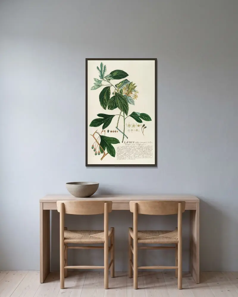 Laurus II von Georg Dionysius Ehret gerahmt an einer Wand