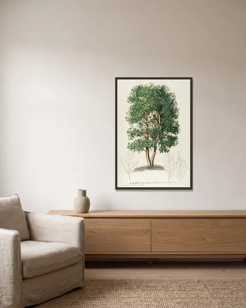 Laurus von Georg Dionysius Ehret gerahmt an einer Wand