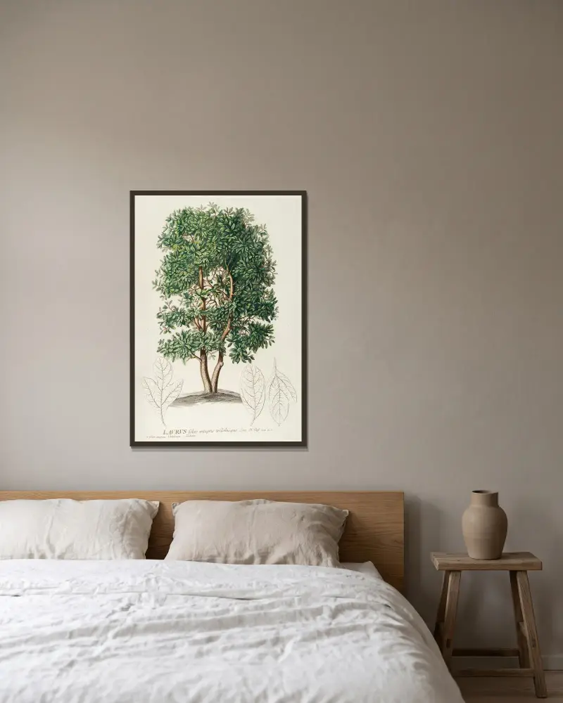 Laurus von Georg Dionysius Ehret gerahmt an einer Wand