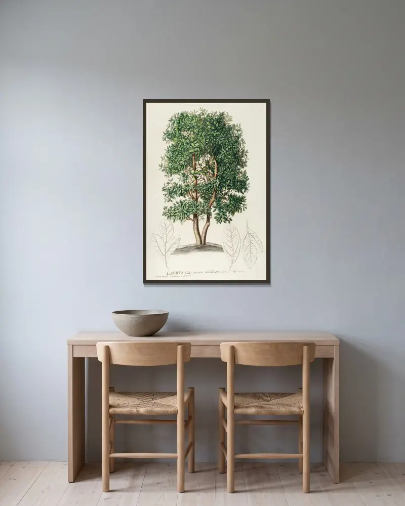 Laurus von Georg Dionysius Ehret gerahmt an einer Wand