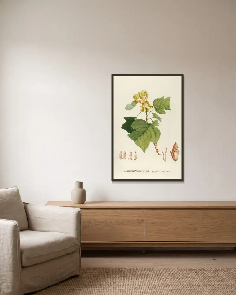 Liriodendrum von Georg Dionysius Ehret gerahmt an einer Wand