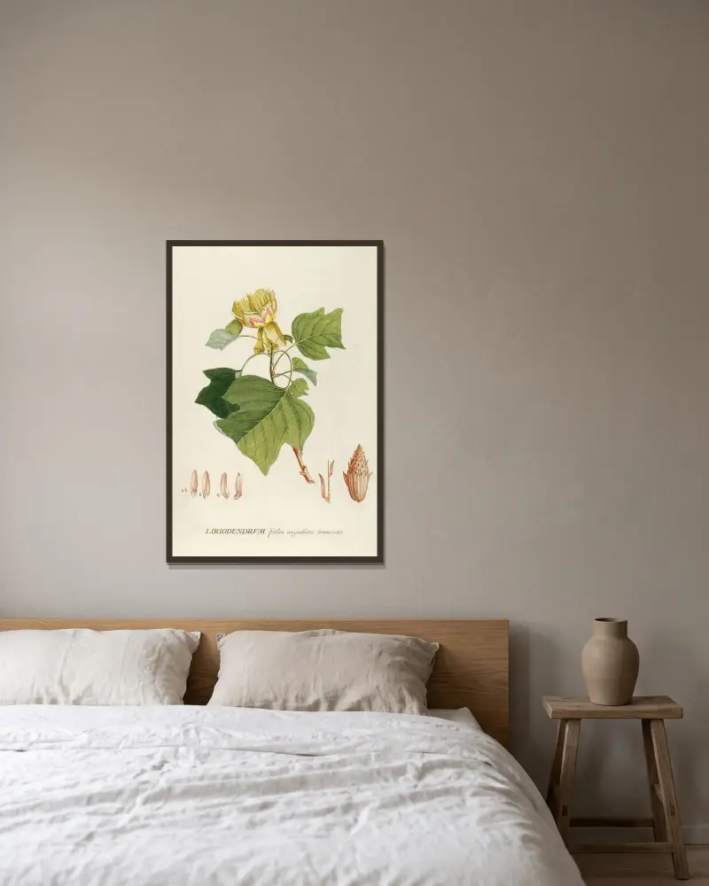Liriodendrum von Georg Dionysius Ehret gerahmt an einer Wand
