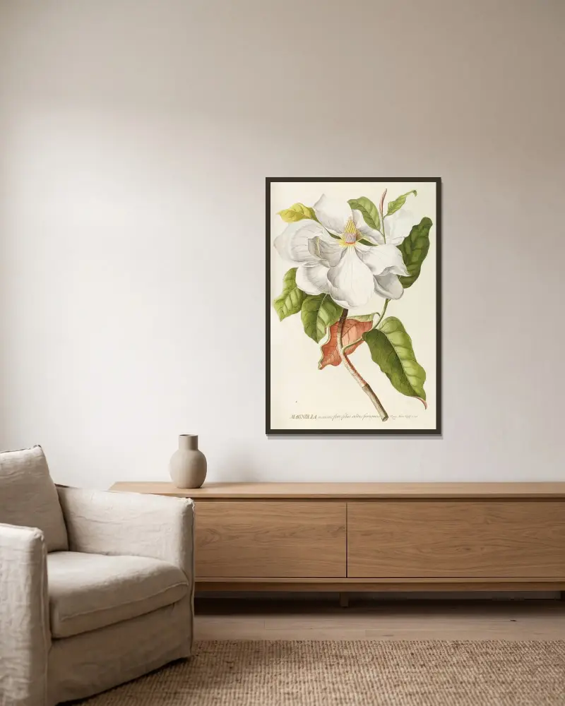 Magnolia II av Georg Dionysius Ehret inramad på en vägg