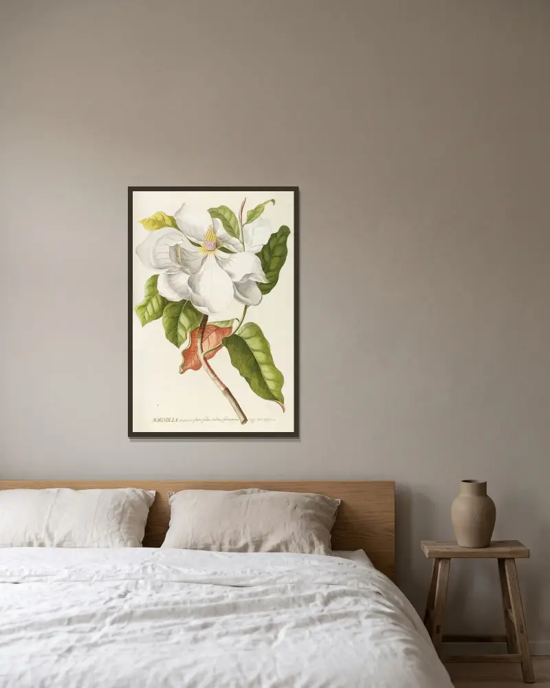 Magnolia II av Georg Dionysius Ehret inramad på en vägg