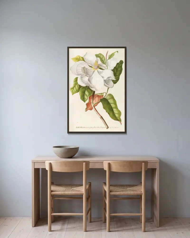 Magnolia II av Georg Dionysius Ehret inramad på en vägg