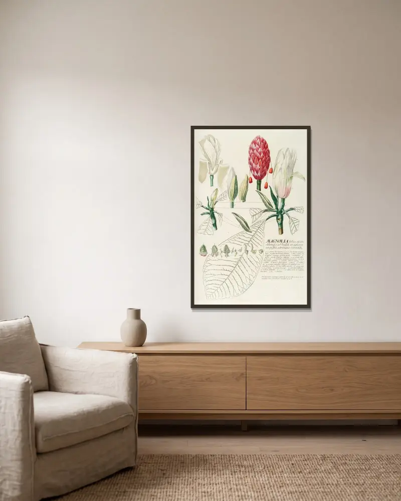 Magnolia IV av Georg Dionysius Ehret inramad på en vägg