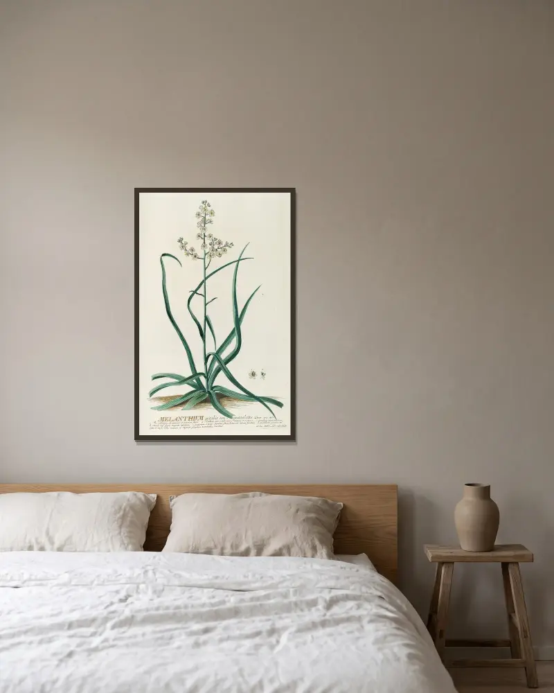 Melanthium von Georg Dionysius Ehret gerahmt an einer Wand