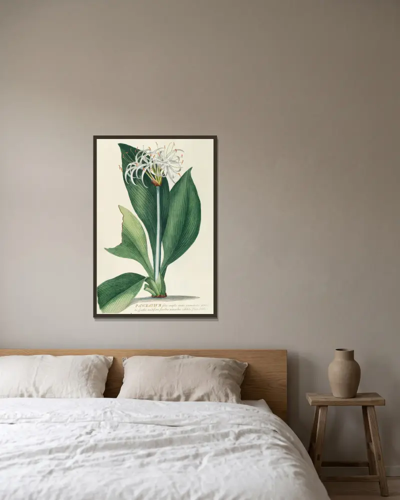 Pancratium II av Georg Dionysius Ehret inramad på en vägg