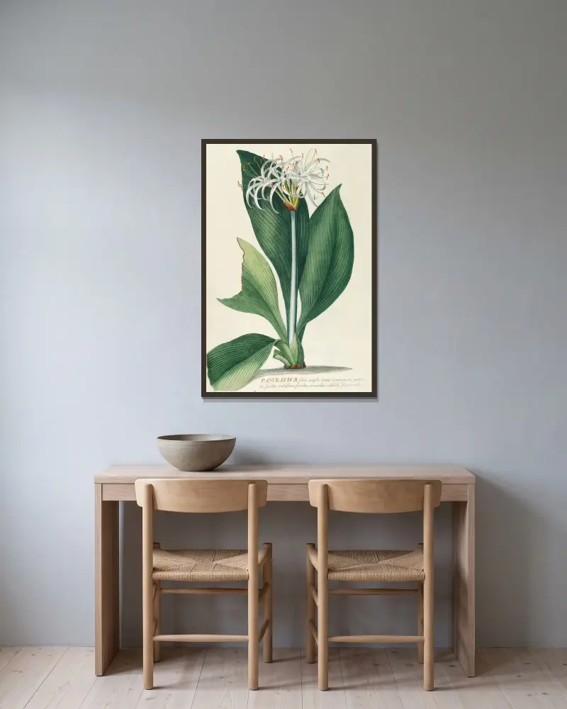 Pancratium II av Georg Dionysius Ehret inramad på en vägg