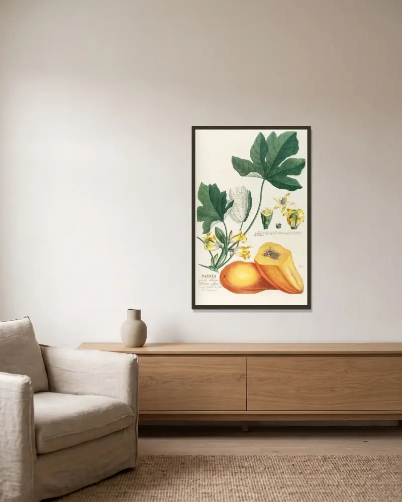 Papaya av Georg Dionysius Ehret inramad på en vägg
