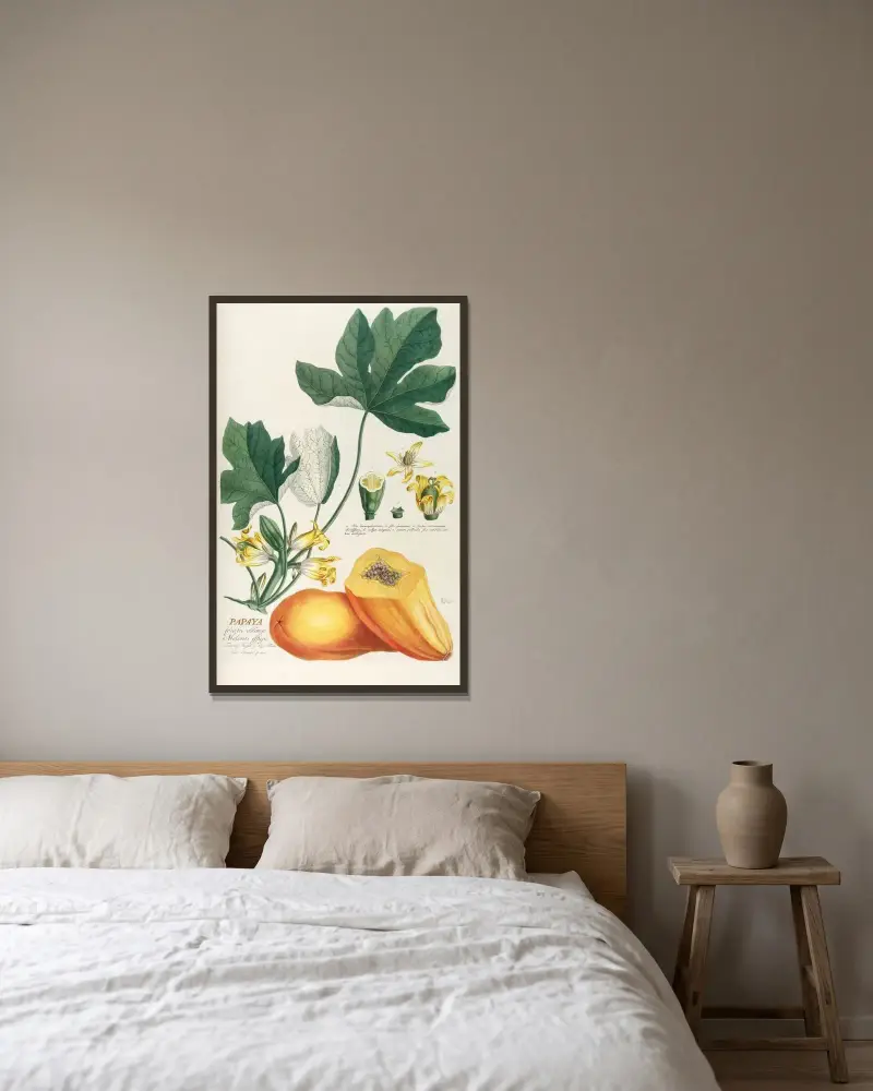 Papaya av Georg Dionysius Ehret inramad på en vägg
