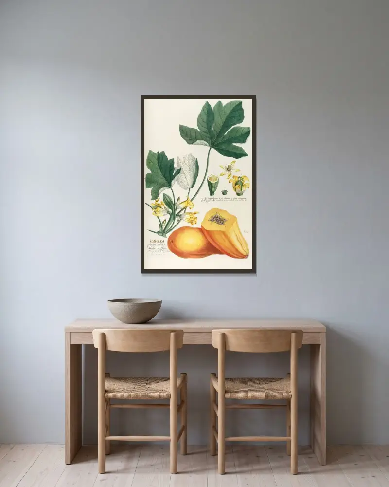 Papaya av Georg Dionysius Ehret inramad på en vägg