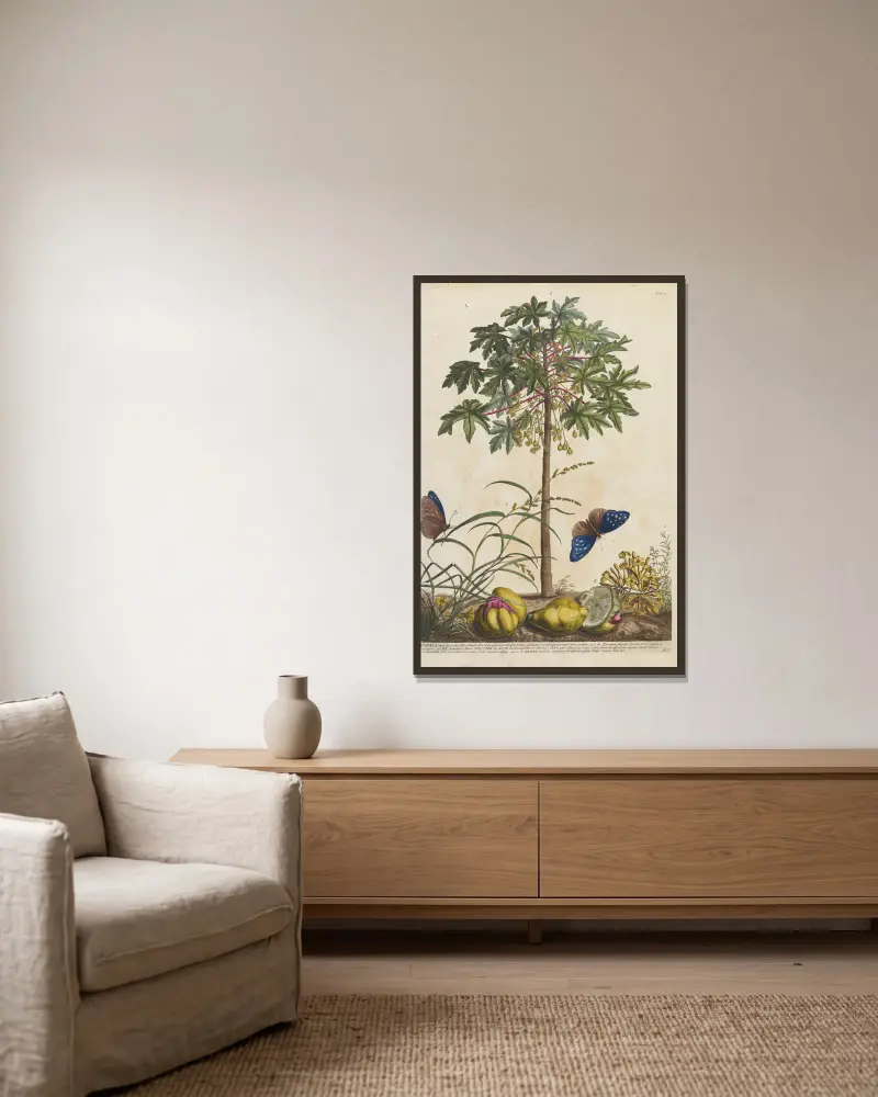 Papaya von Georg Dionysius Ehret gerahmt an einer Wand