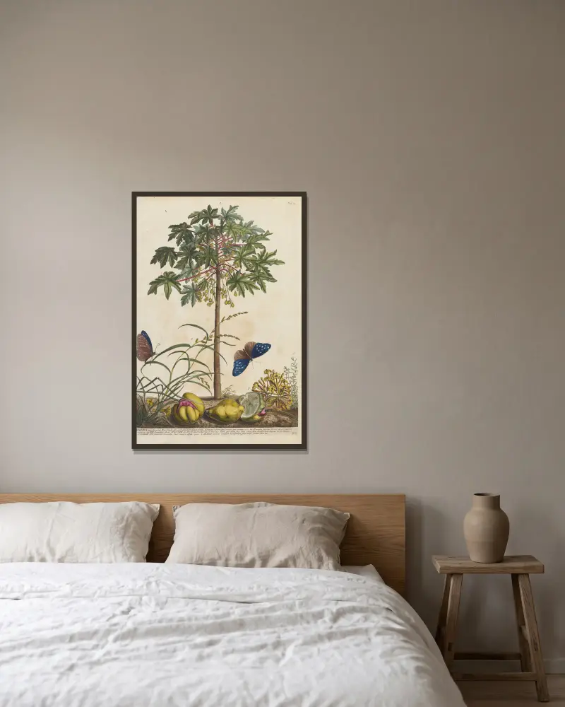 Papaya von Georg Dionysius Ehret gerahmt an einer Wand