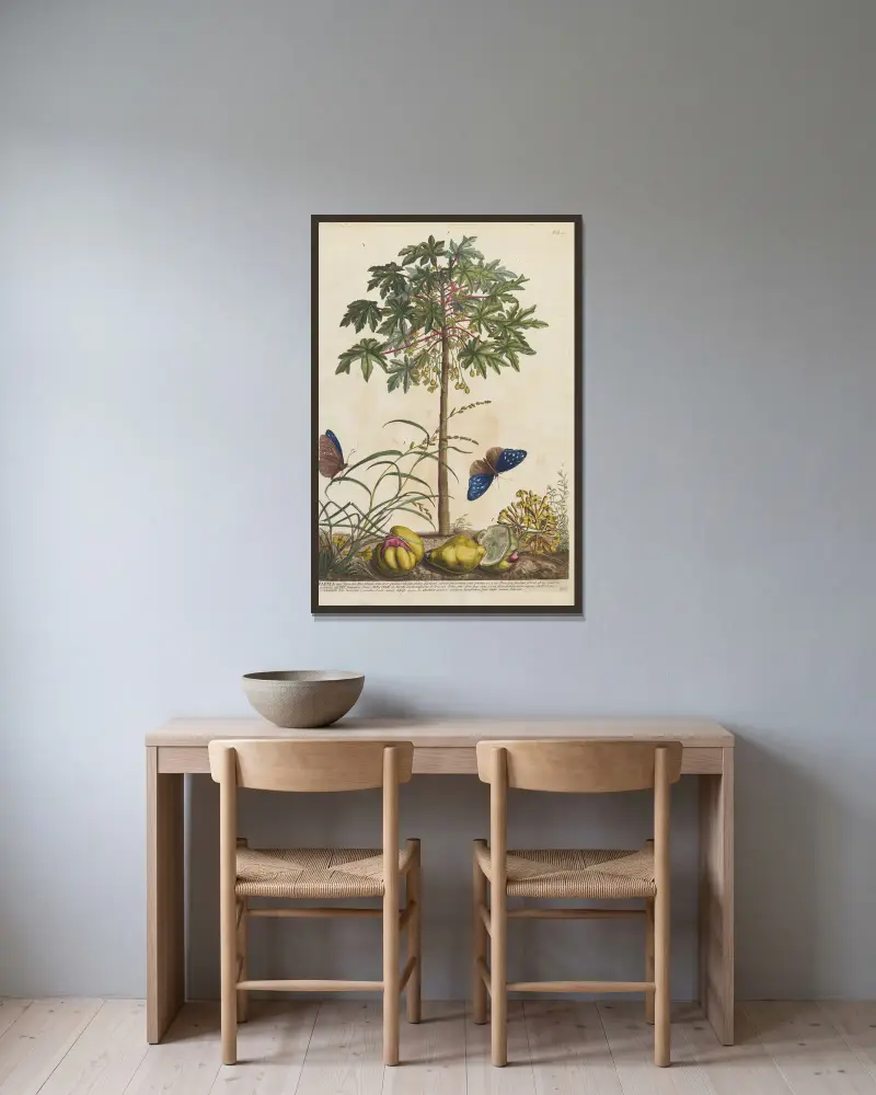 Papaya von Georg Dionysius Ehret gerahmt an einer Wand