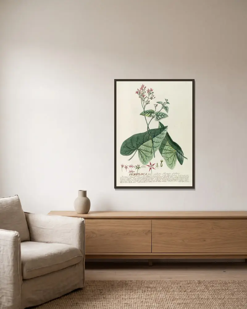 Periploca von Georg Dionysius Ehret gerahmt an einer Wand