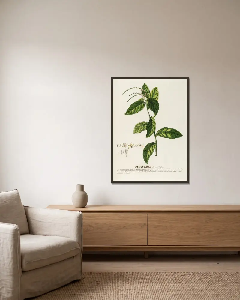 Petiveria von Georg Dionysius Ehret gerahmt an einer Wand