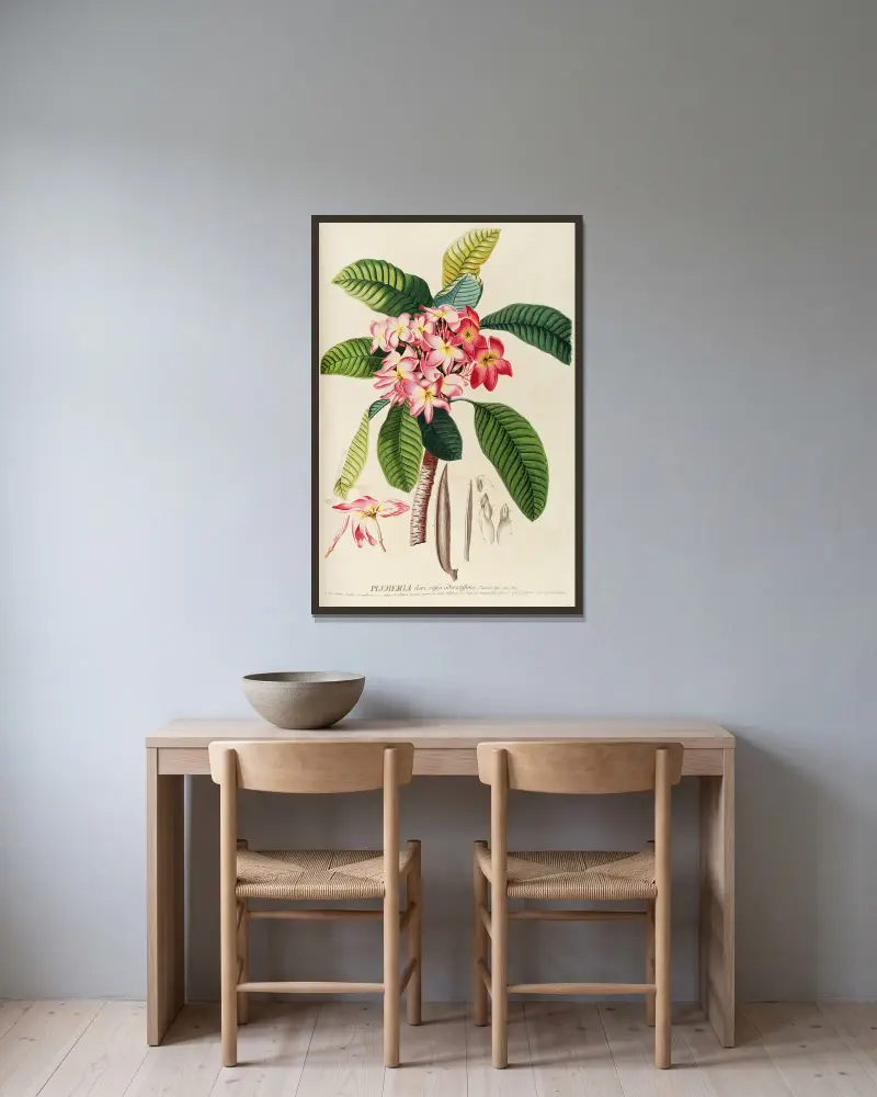 Plumeria, 1750 von Georg Dionysius Ehret gerahmt an einer Wand
