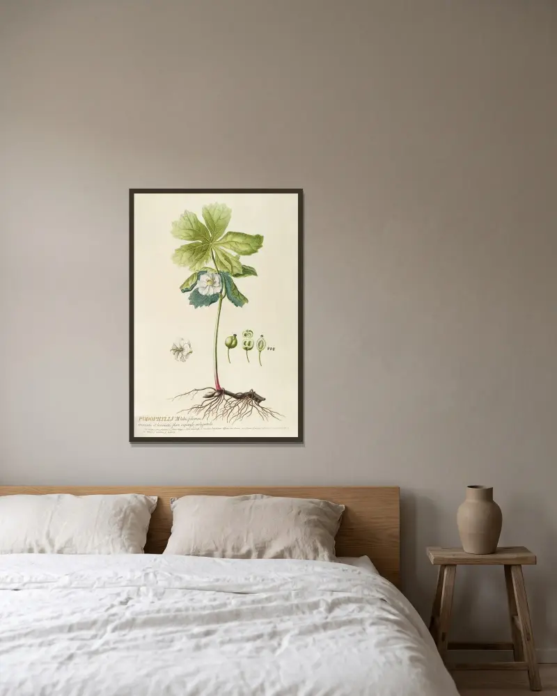 Podophyllum von Georg Dionysius Ehret gerahmt an einer Wand