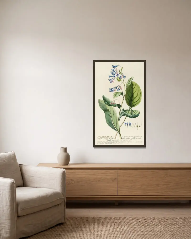 Pulmonaria von Georg Dionysius Ehret gerahmt an einer Wand