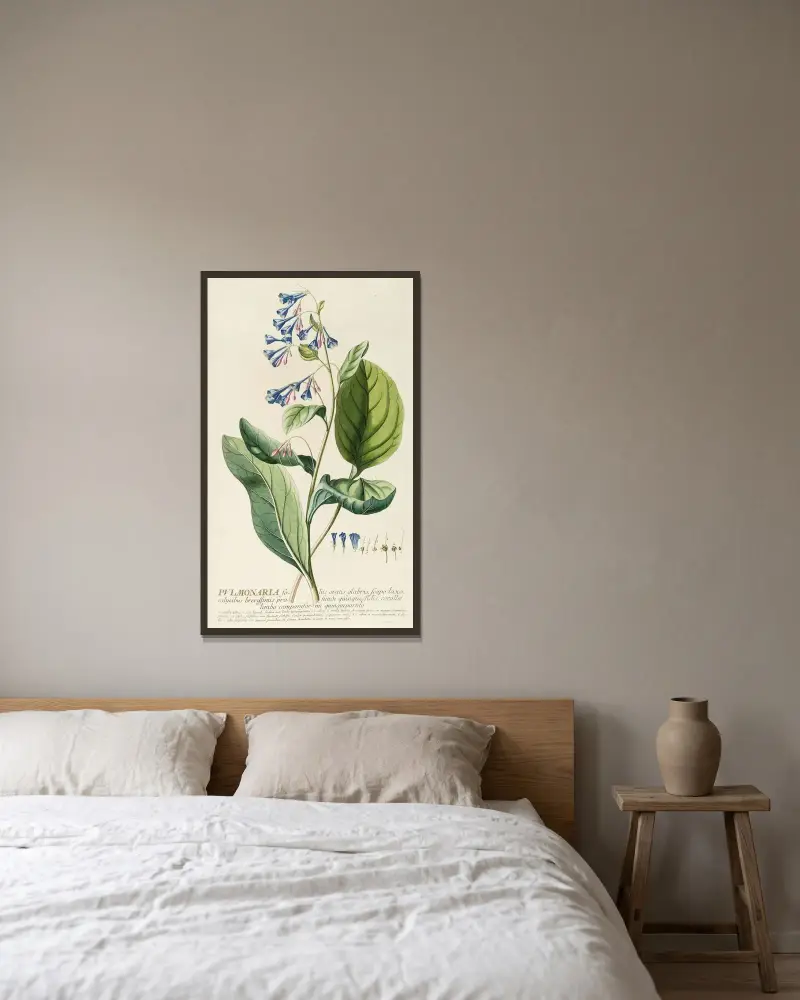 Pulmonaria von Georg Dionysius Ehret gerahmt an einer Wand