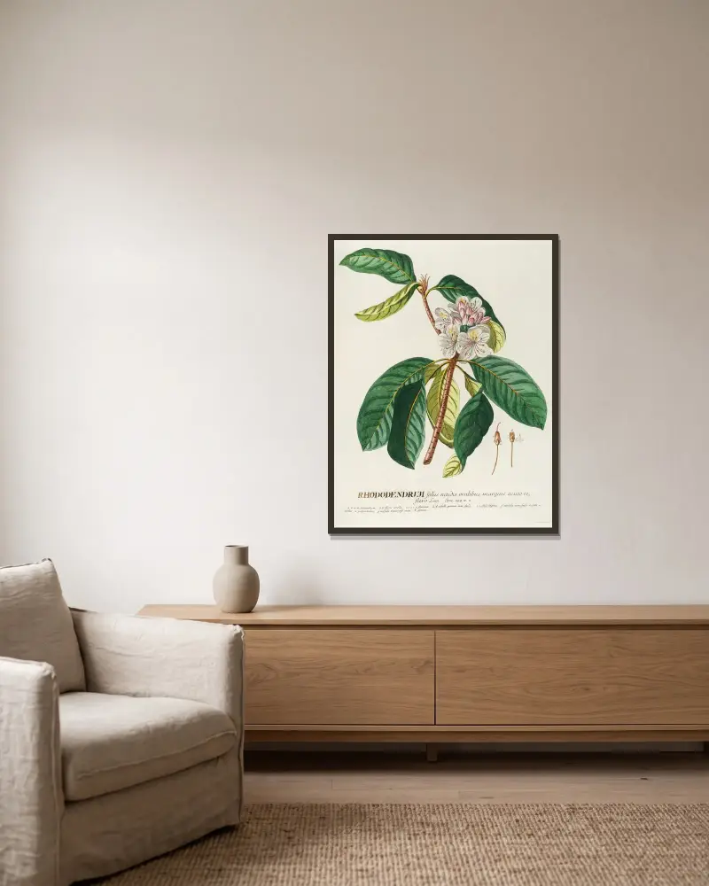 Rhododendrum von Georg Dionysius Ehret gerahmt an einer Wand