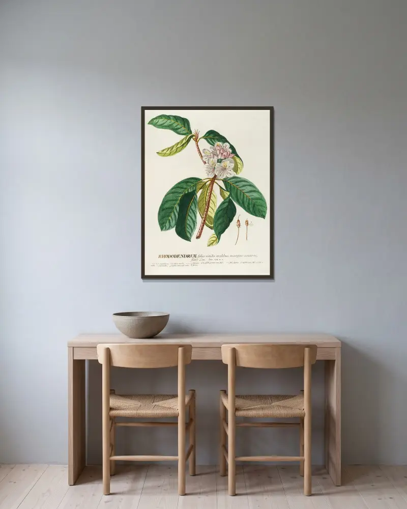 Rhododendrum von Georg Dionysius Ehret gerahmt an einer Wand