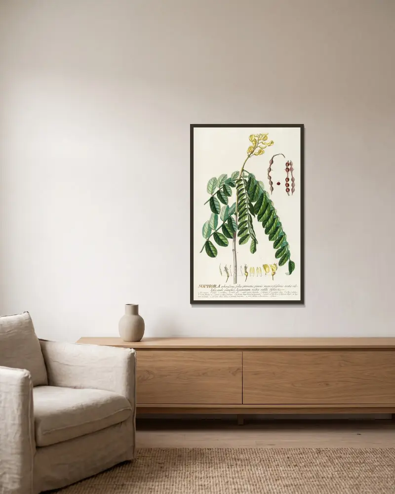 Sophora von Georg Dionysius Ehret gerahmt an einer Wand