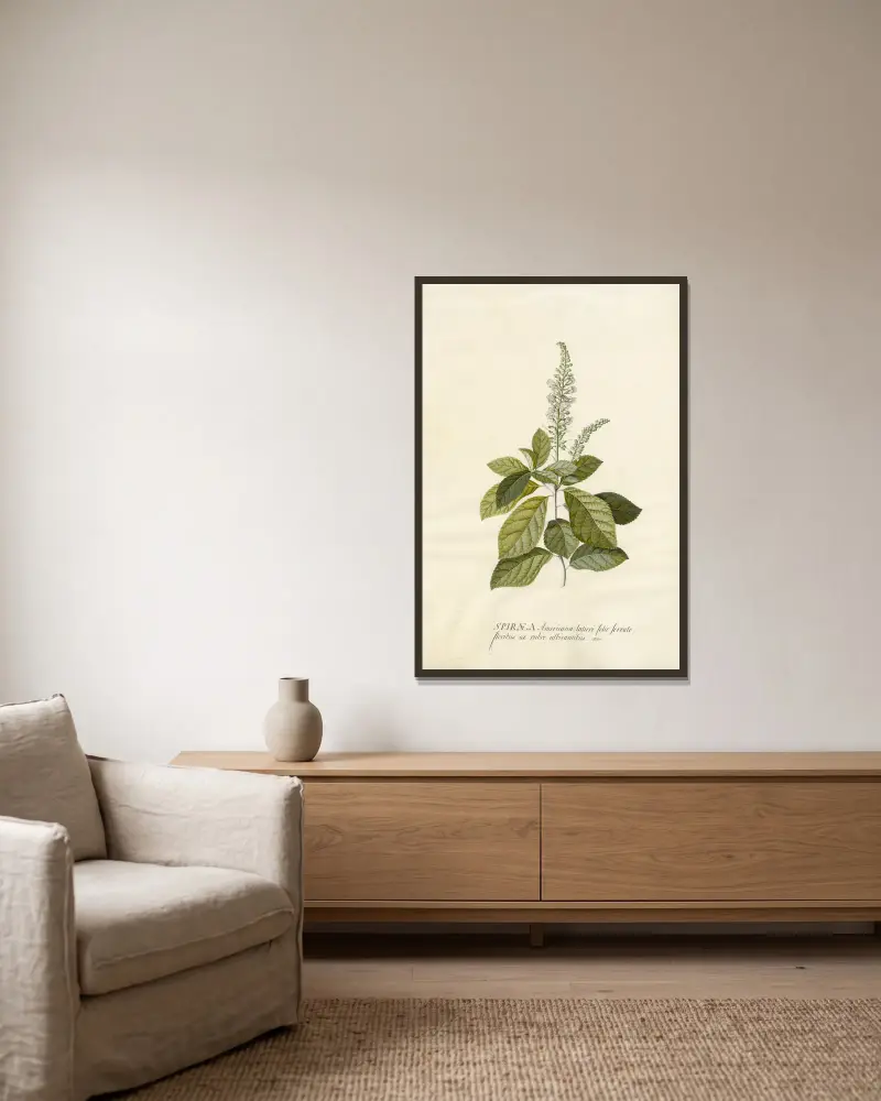 Spiraea von Georg Dionysius Ehret gerahmt an einer Wand