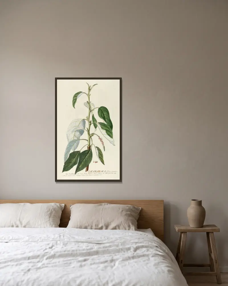 Tacamahaca II von Georg Dionysius Ehret gerahmt an einer Wand