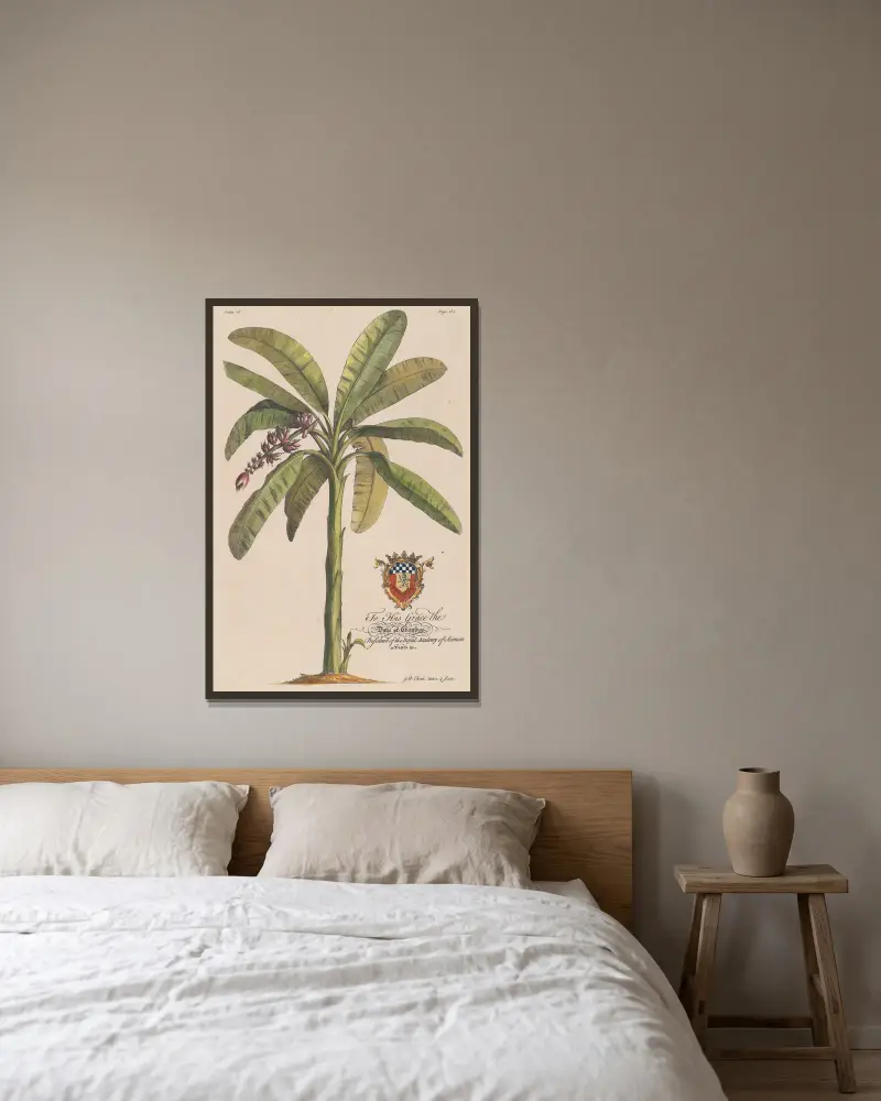 Der Bananenbaum von Georg Dionysius Ehret gerahmt an einer Wand