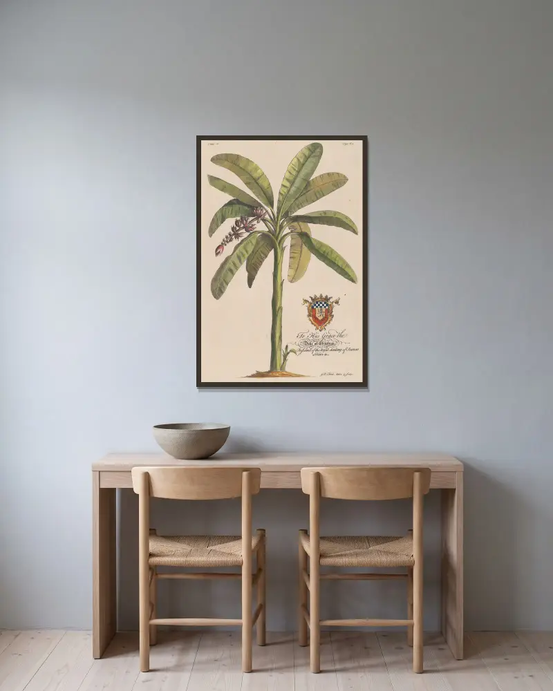 Der Bananenbaum von Georg Dionysius Ehret gerahmt an einer Wand