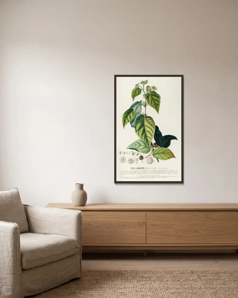 Theabroma von Georg Dionysius Ehret gerahmt an einer Wand