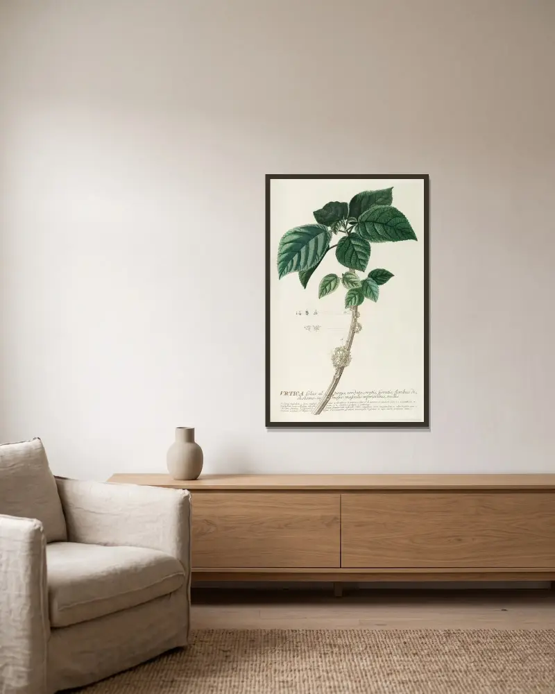 Urtica von Georg Dionysius Ehret gerahmt an einer Wand