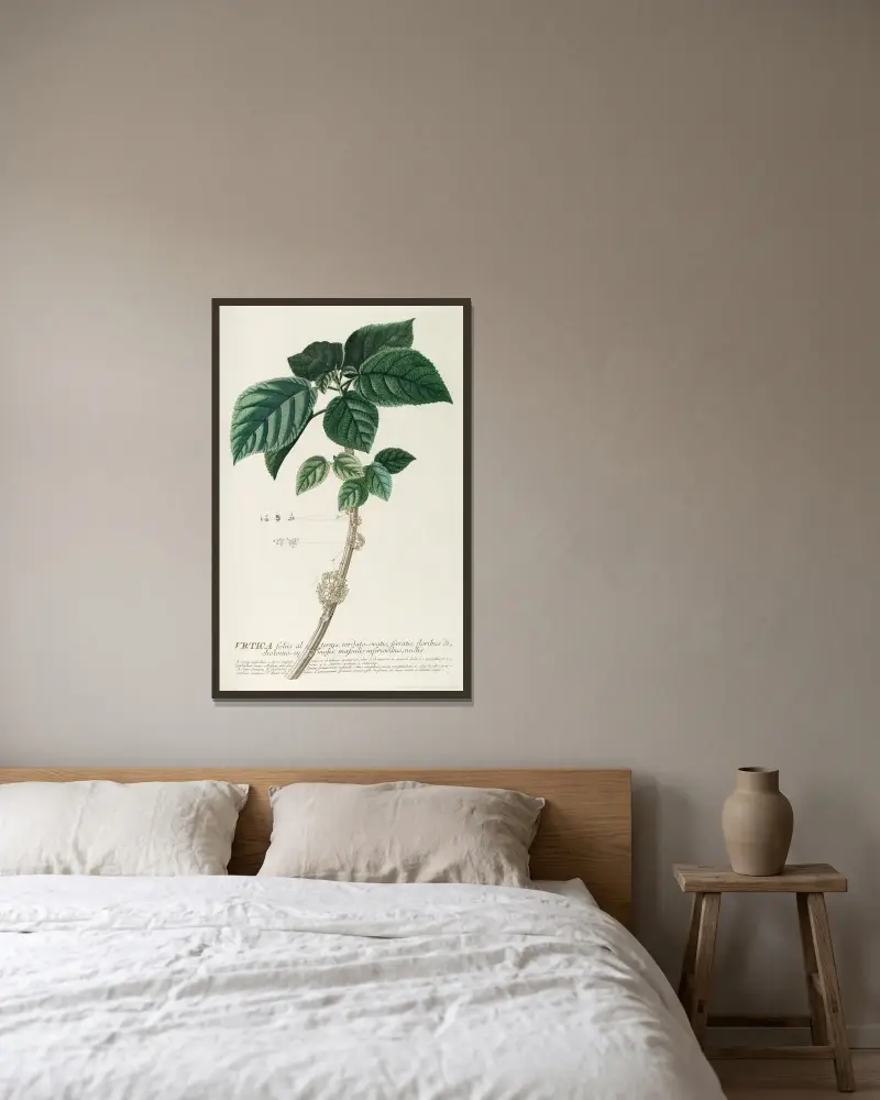 Urtica von Georg Dionysius Ehret gerahmt an einer Wand