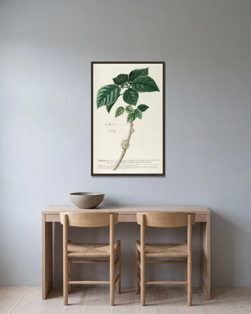 Urtica von Georg Dionysius Ehret gerahmt an einer Wand