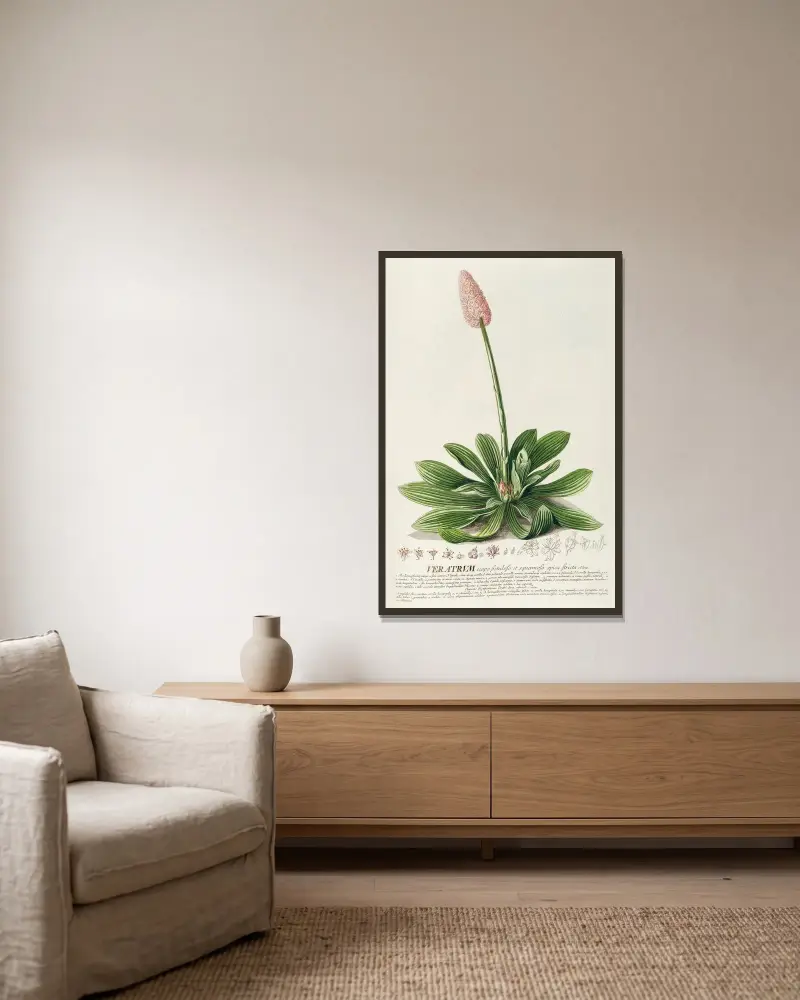 Veratrum von Georg Dionysius Ehret gerahmt an einer Wand